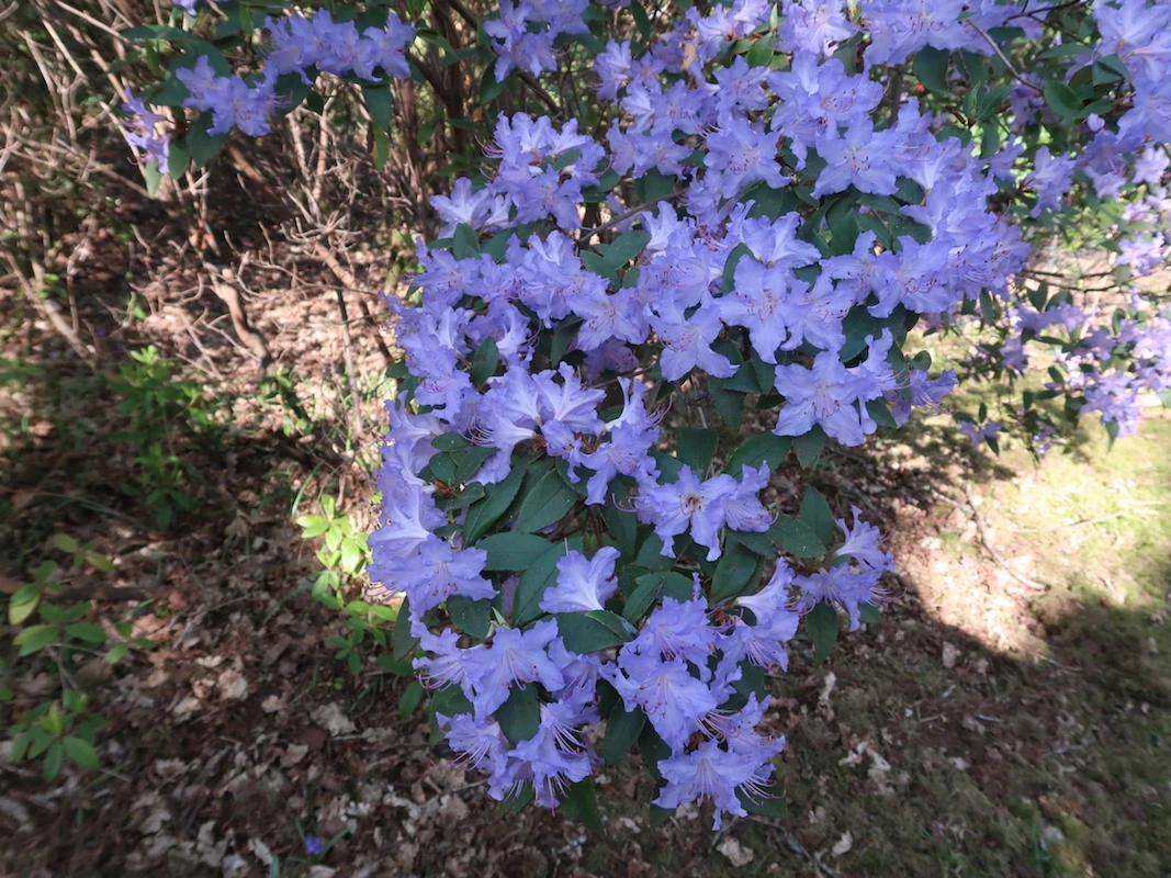 R. augustinii